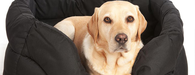 dog-bed-cleaning
