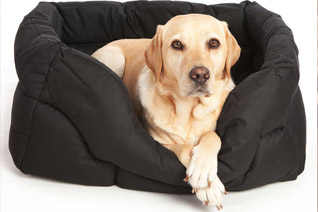 dog-bed-cleaning